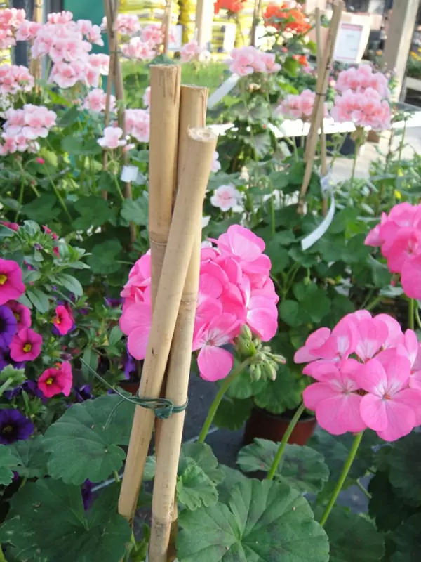 Canna di bambù di plastica CHIYOKO, marrone, 200cm Ø12cm - Alberi